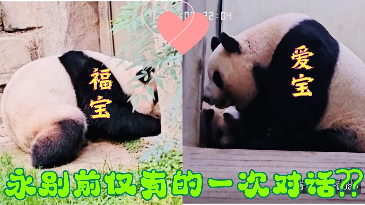 这次爱宝与福宝的隔门对话更坚定了姨姨们的愿望：给机会让她们见面，哪怕只是一次！