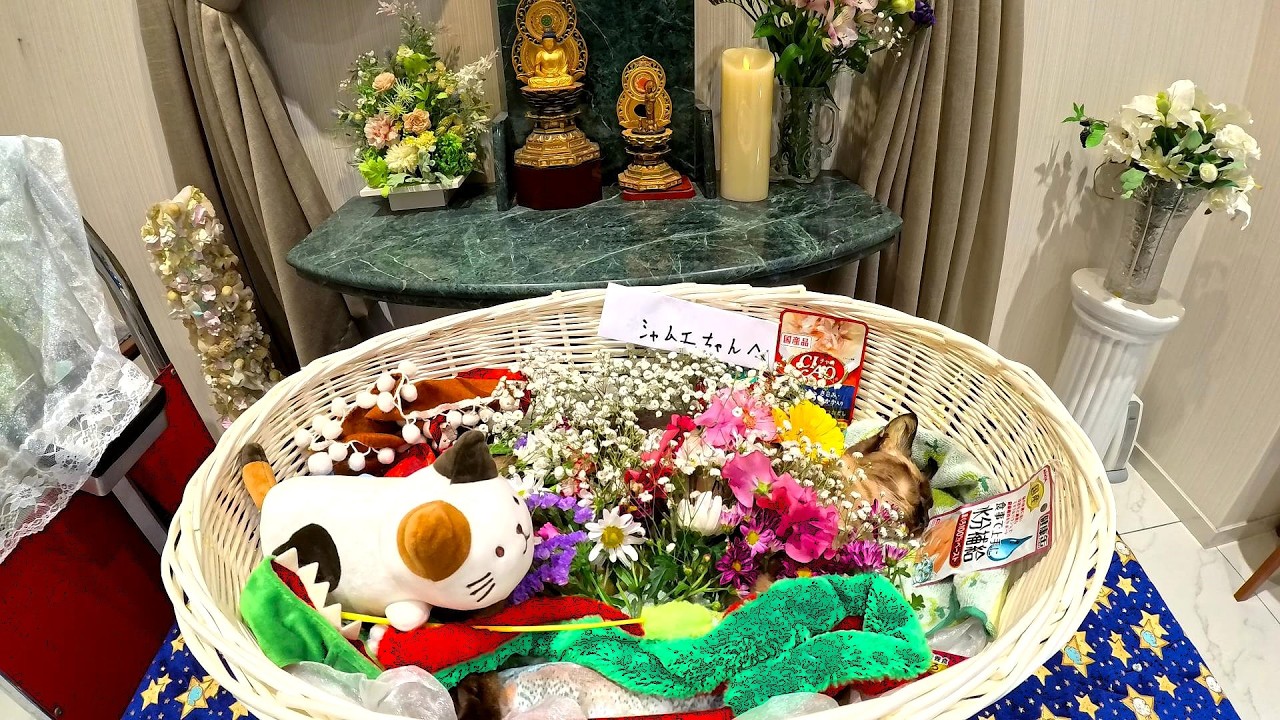 天国へ旅立つ愛猫シャムエ(享年９才没)👼🌈🗽
