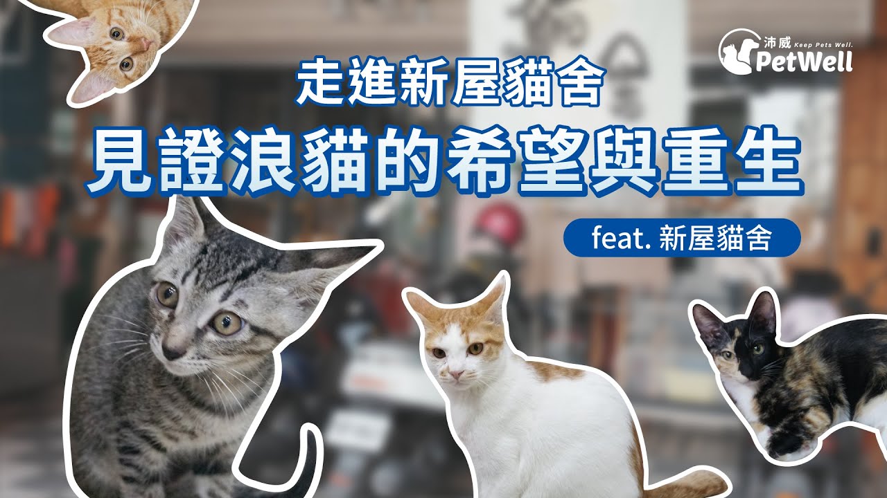 走進浪貓的避風港「新屋貓舍」🏡為什麼浪貓需要試養？退養背後的感人故事😭 | 沛威公益．浪愛傳遞 Ft. 新屋貓舍