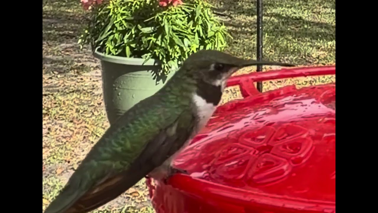 My daily visitor ❤️#hummingbird #birdlovers #birdlovers #nature #backyardnature 