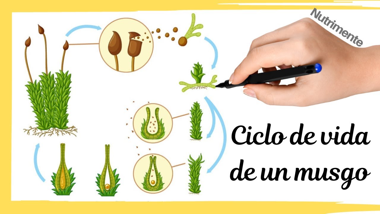 Ciclo de vida de un MUSGO