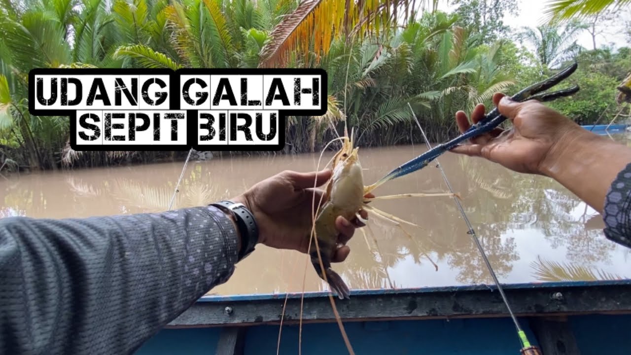 MANCING UDANG GALAH !!! Strike udang galah sepit biru ||@cacing_tanah28 