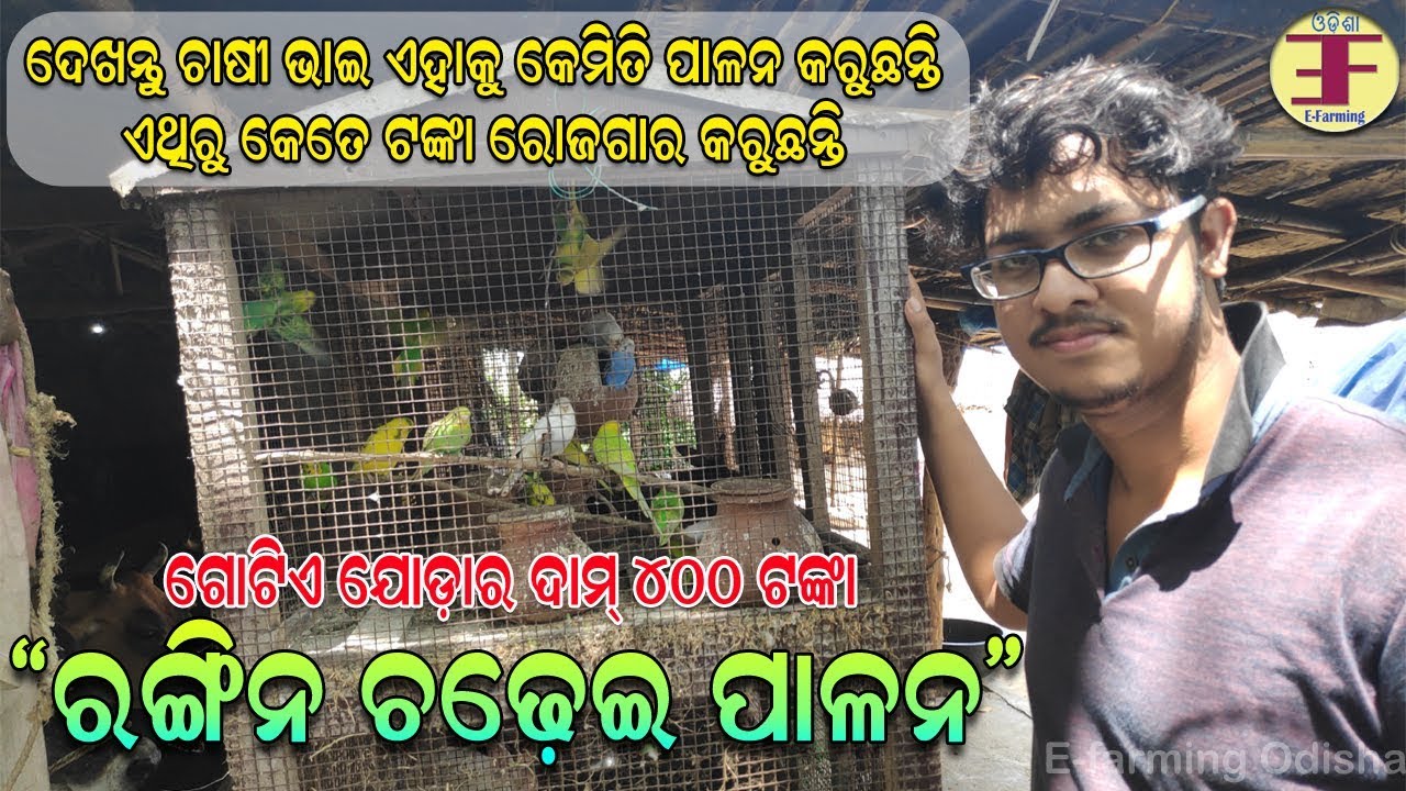 ରଙ୍ଗିନ ଚଢେଇ ପାଳନ (କେମିତି ଆରମ୍ଭ କରିବେ) Exotic Pet Birds farming in odisha.