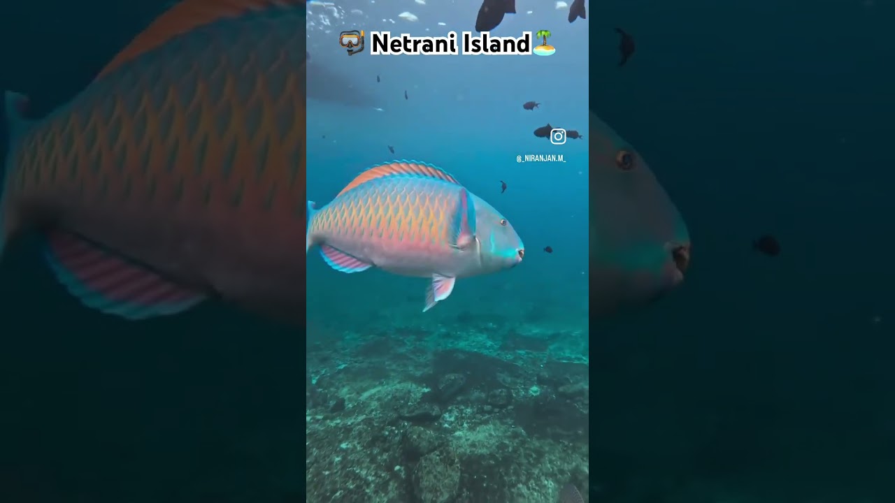 Scuba🤿 diving at Netrani Island 🏝️