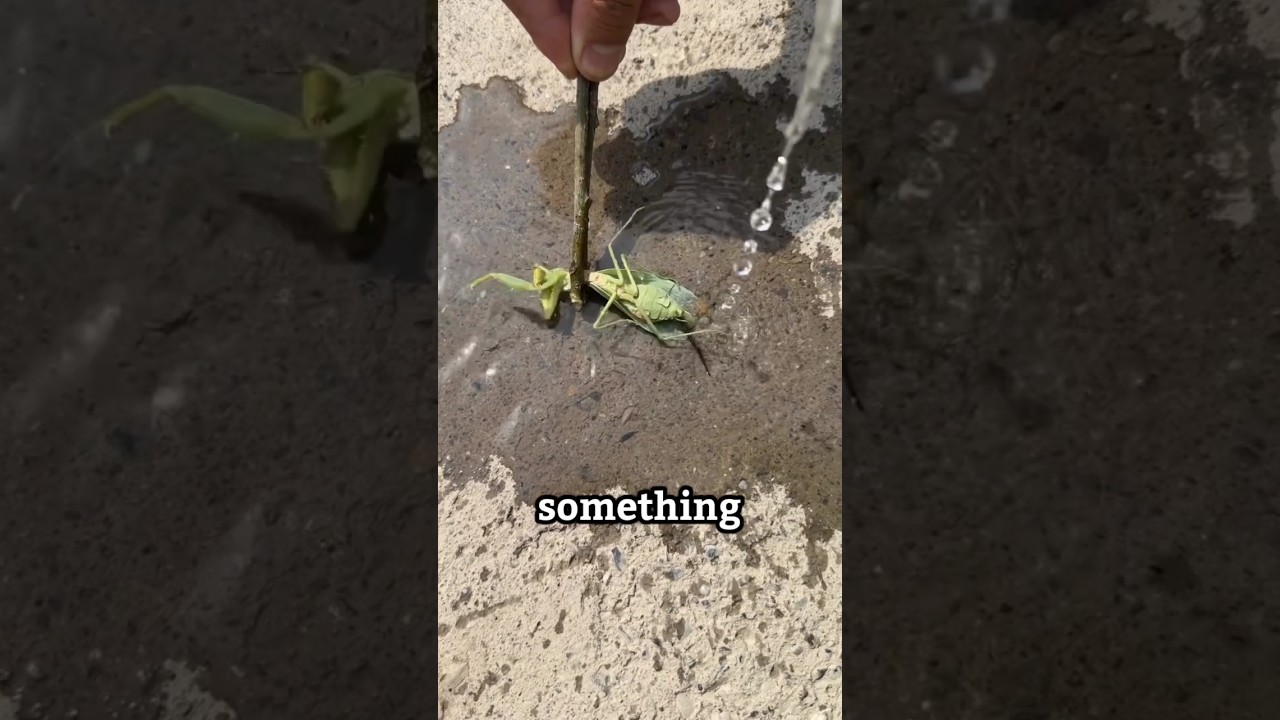 Why is he pouring water on a praying mantis? #shorts