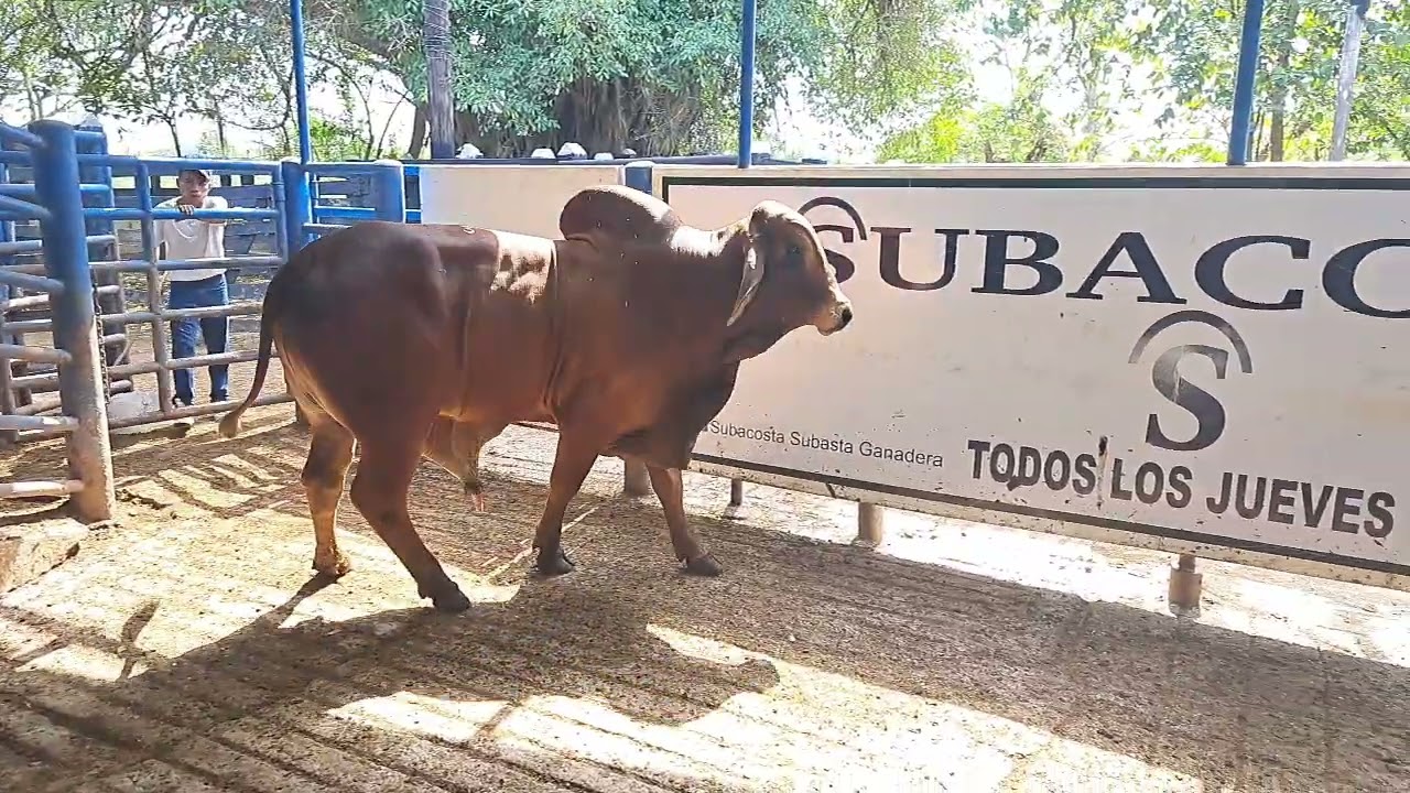 Subacosta subasta 5 Lote # 38