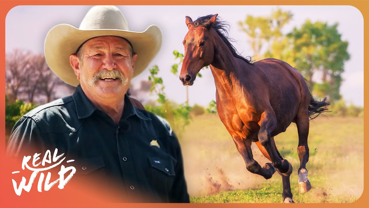 Can Pat Parelli Fix This Aggressive Horse That Charges at People?