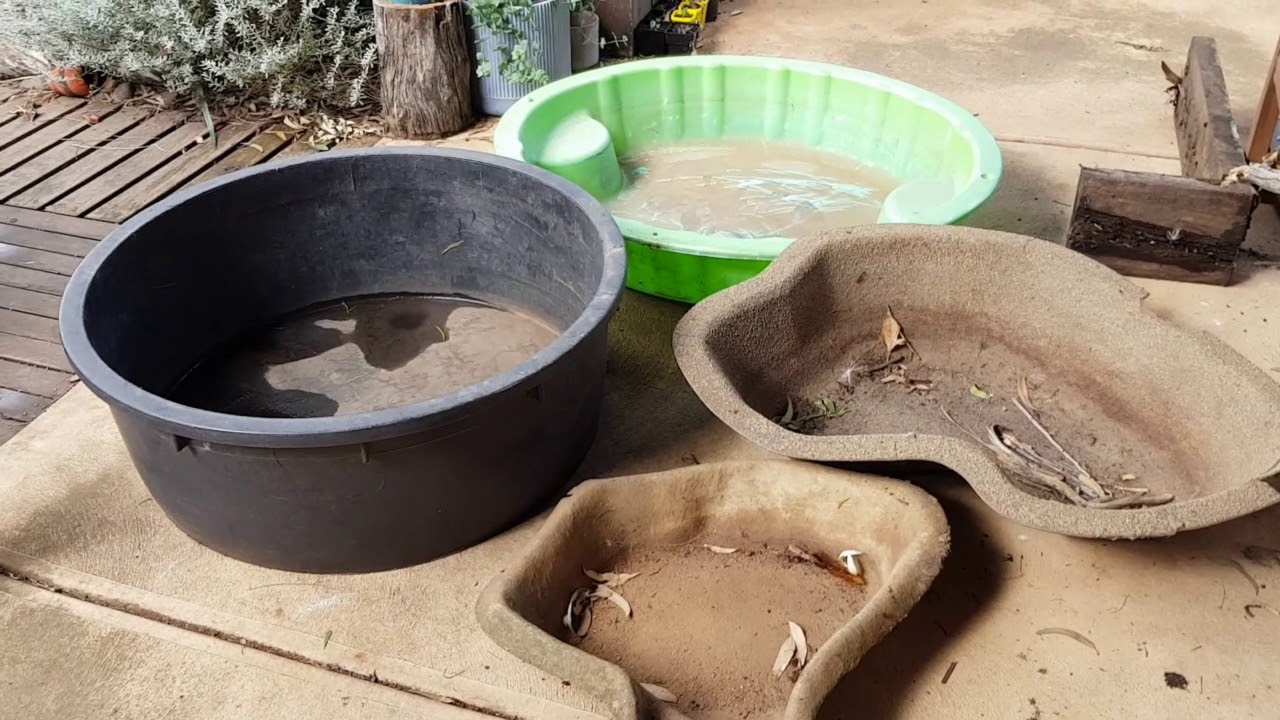 Habitat Heroes the Ins and Outs of Frog Bogs