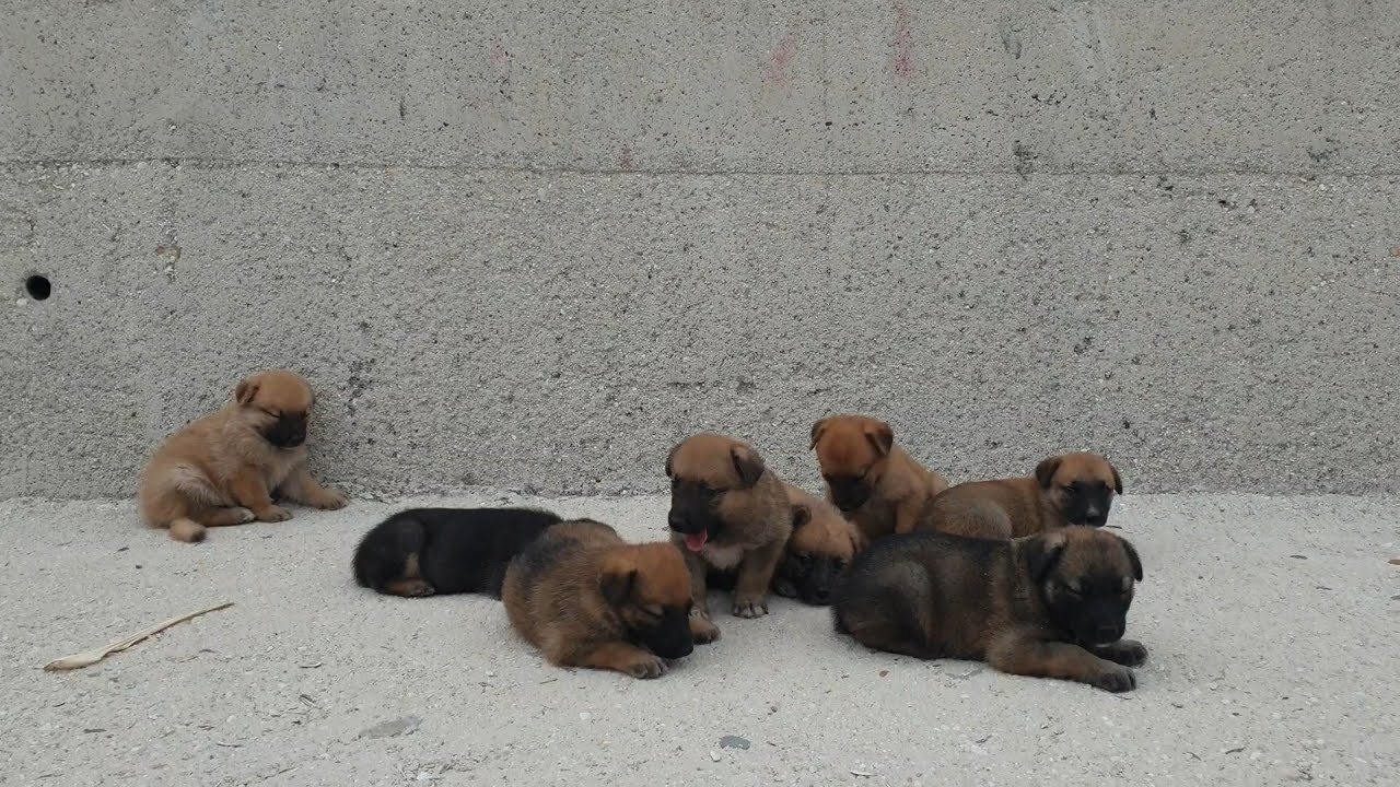 KEFAL YAKALAMA YÖNTEMİ - Enikler Bize Şans Getirdi.