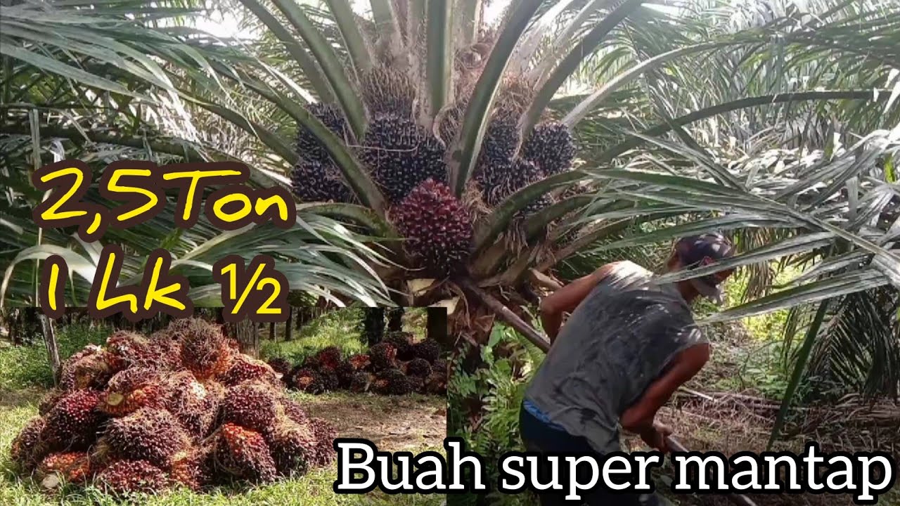 iLMU MENGHINDARI MUSIM TREK. SAWIT SUPER AMPUH.