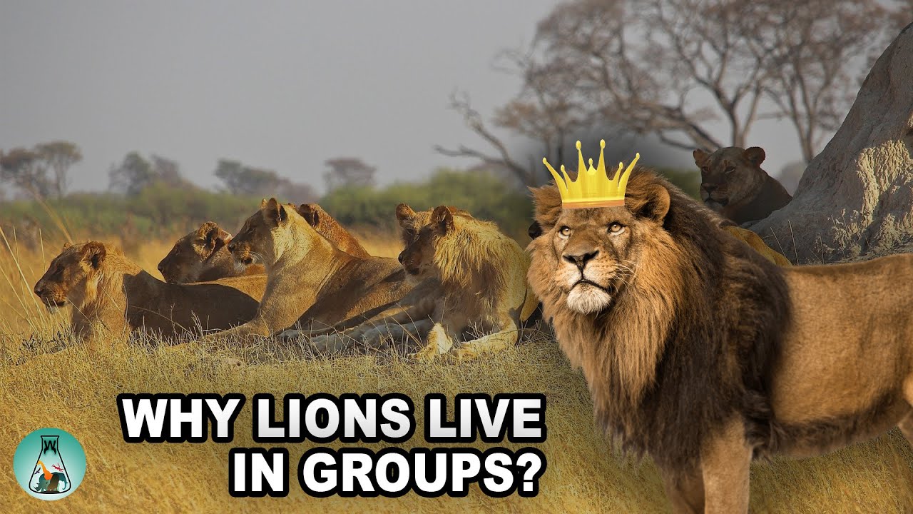 Why do lions live in groups?