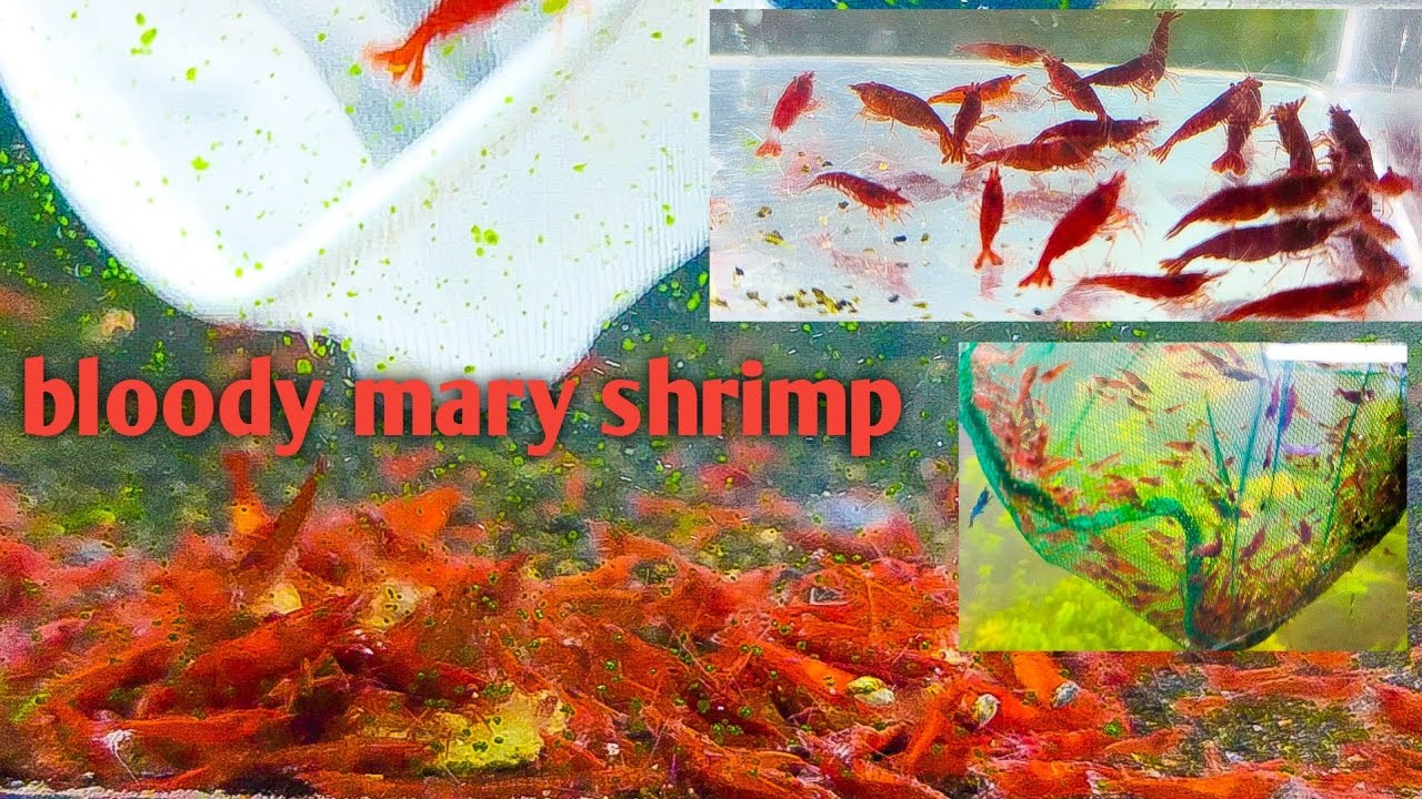 How to Breed the Best Shrimp - Bloody Mary Shrimp