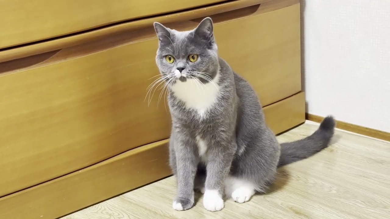 ご飯前の圧がすごいんです。