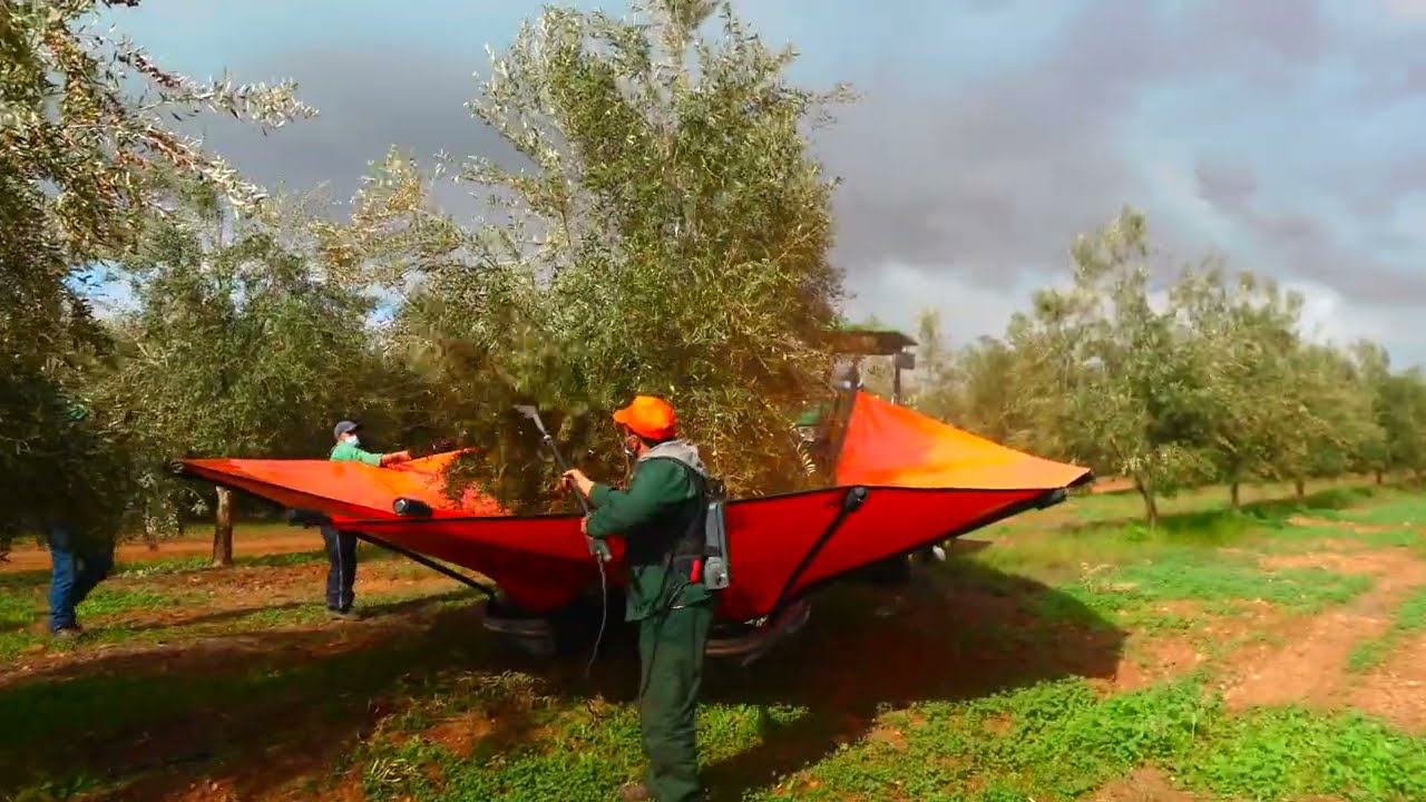 PARPLUIE INVERSE POUR LA RECOLTE D OLIVES AU MAROC