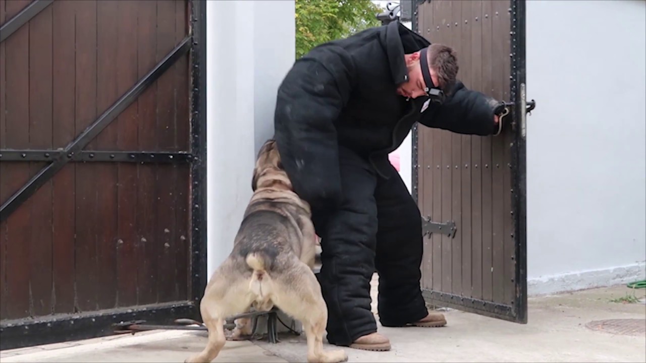 Serbian defense dog documentary movie on English!