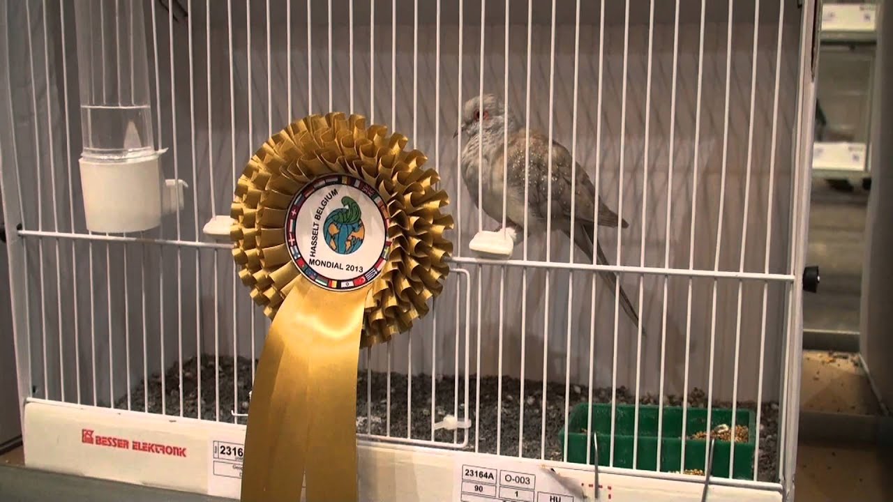 Mondial 2013 Hasselt part 2 (Belgique),birds,vogel,aves,ucceli