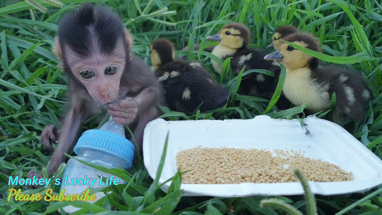 Baby monkey help dad take care ducks#Diliver food to duck#Angry with dad no milk