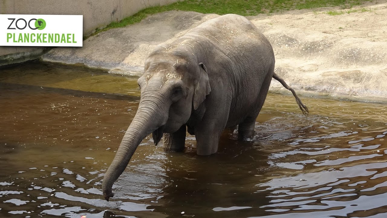ZOO Planckendael 2023