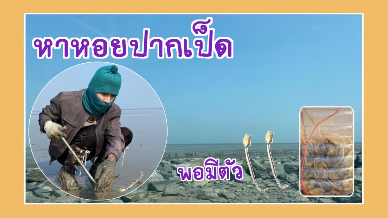 ออกหาหอยปากเป็ด หอยราก กลางดอนหอยหลอด (ออกหาแดก) EP.9