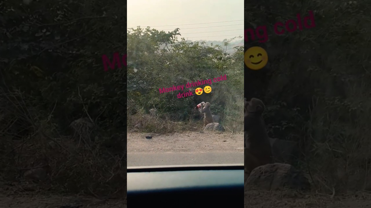 #monkey