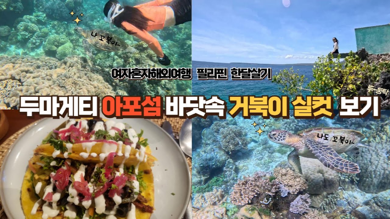여자혼자 필리핀 두마게티 아포섬 바닷속 거북이 실컷 보기