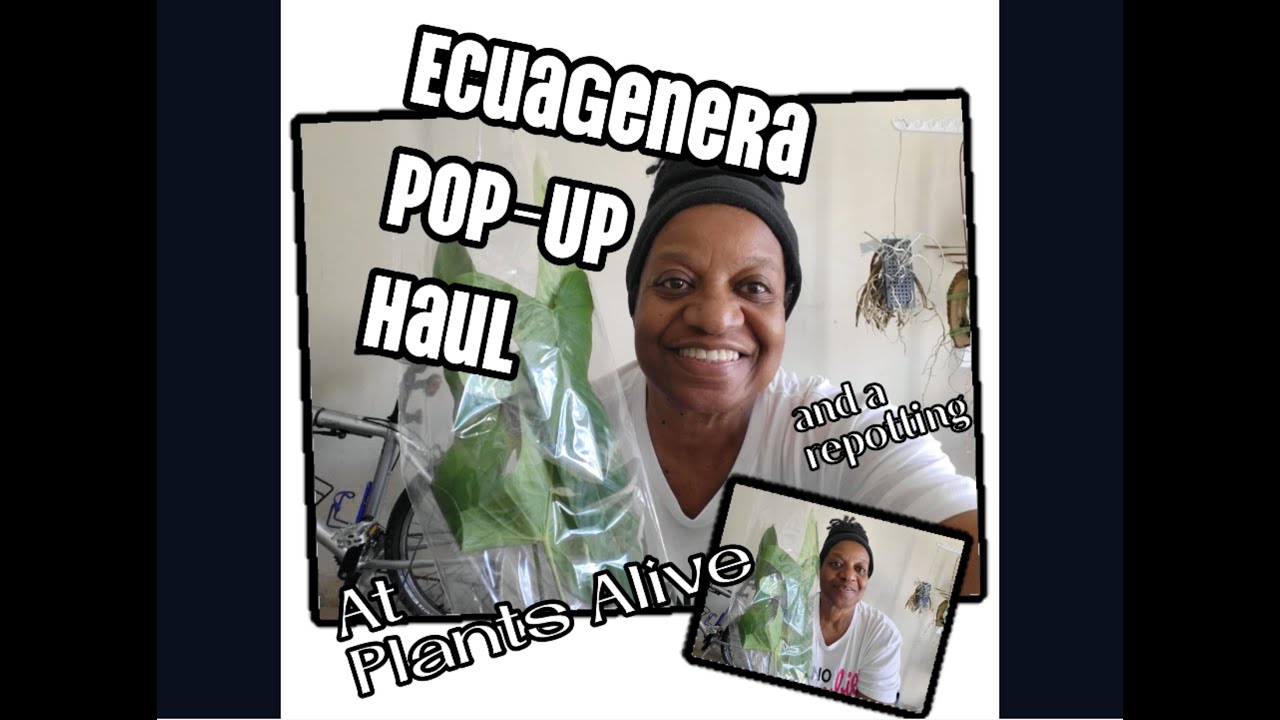 Ecuagenera Pop-Up Haul At Plants Alive!! And Repotting My Anthurium Peltigerum!