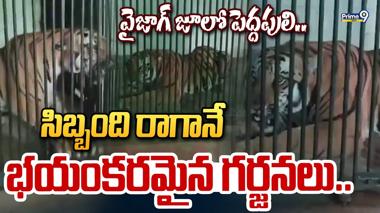 వైజాగ్ జూలో పెద్దపులి.. సిబ్బంది రాగానే భయంకరమైన గర్జనలు.. | Tiger Caught In East Godavari | Prime9