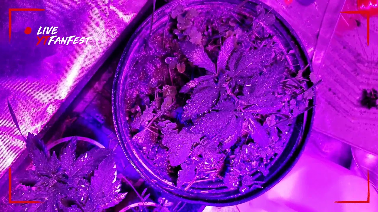 Jack herer update seedling stage coming to a end.