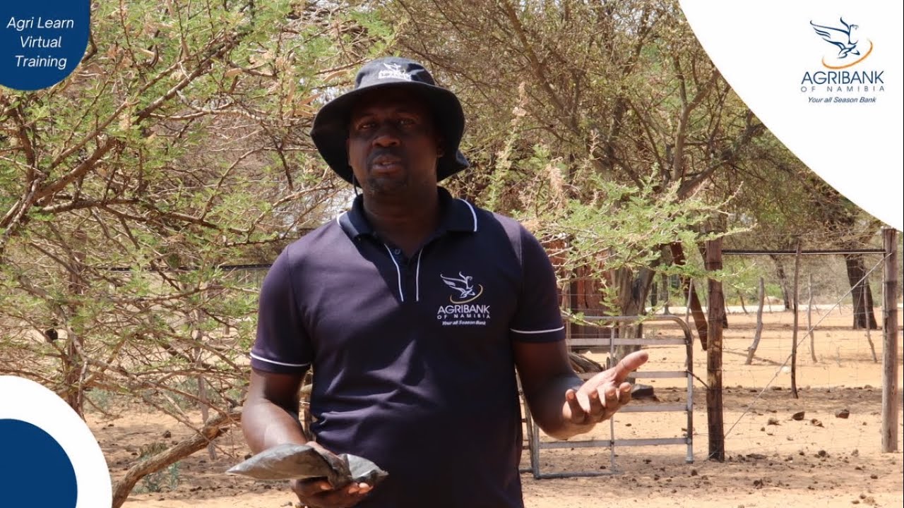 Treating plant poisoning in livestock