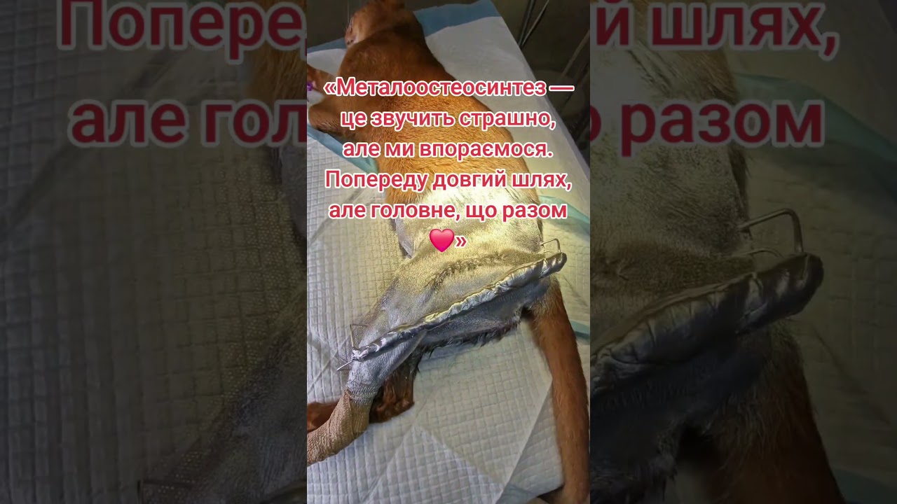 ​&laquo;Чекаємо на одужання нашого пухнастика 🙏&raquo;#допомогатваринам #металоостеосинтез #ветеринарія