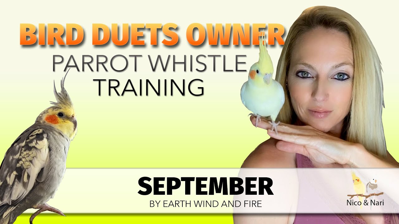 September ~ Parrot Whistle Training