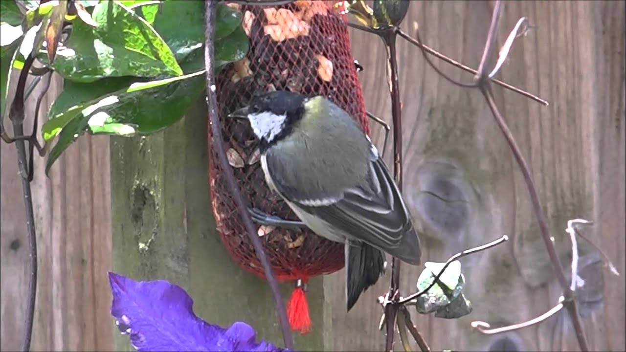 vogels voeren in de  tuin