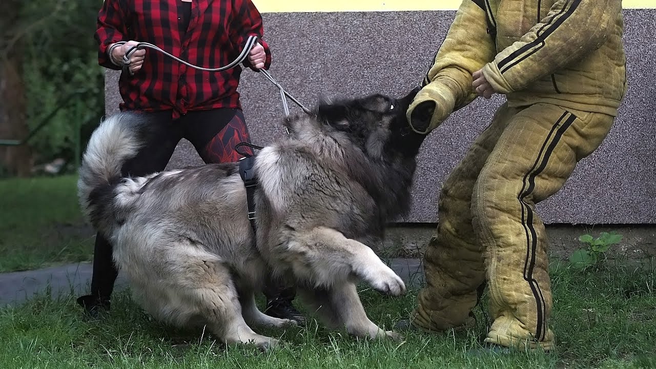Dogs from the club CCOC K9: Protection training (CCOC K9, ARES) - second part