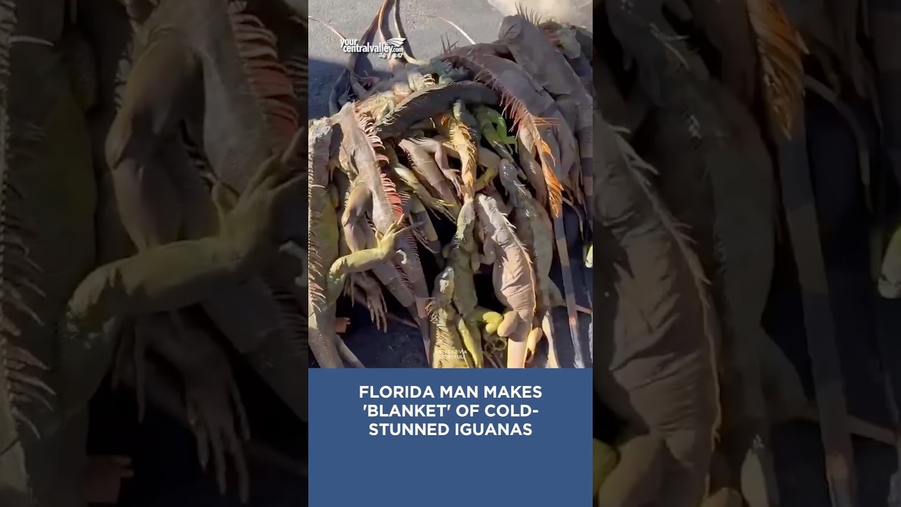 Would you make a blanket out of cold-stunned iguanas? 🫣🦎 
