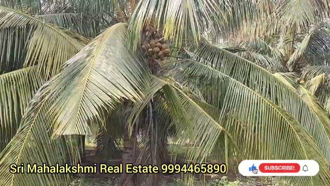 உடுமலை பாப்பான்குளம் 6.30 ஏக்கர் தென்னை தோப்பு Cut Road Based #everyone #farmland #highlights #site 