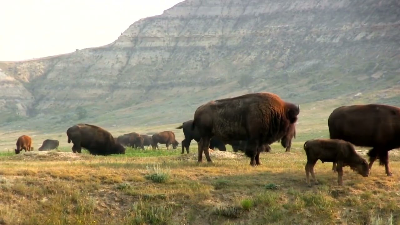 Prairie Sea