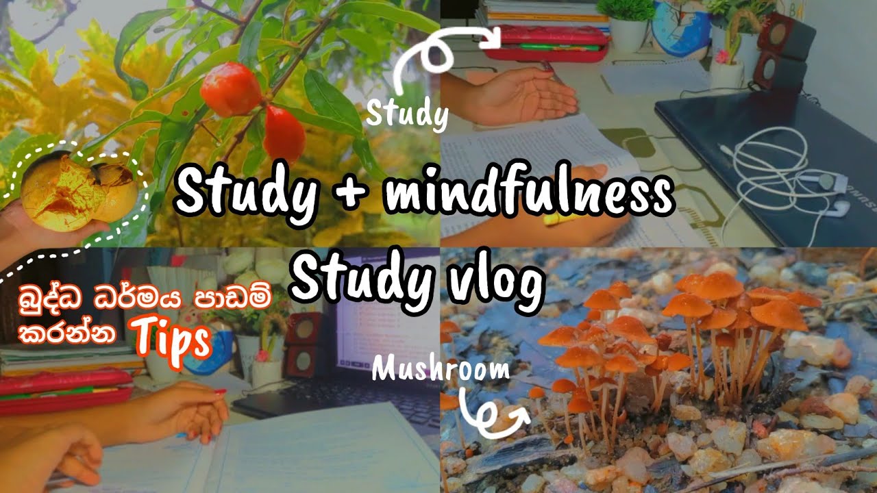 “මගේ mindful study routine එක | Focus + Peaceful Study Vlog”| සිංහල | learn with lohii| 🤍📚♥️🍄🌛
