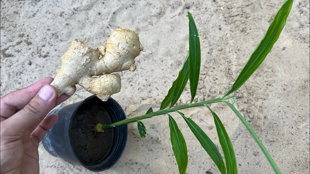 زراعة الزنجبيل في المنزل بأسهل طريقة 🫚🌿👌 Growing Ginger at home