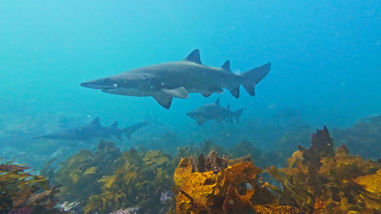 Diving Shell Harbour