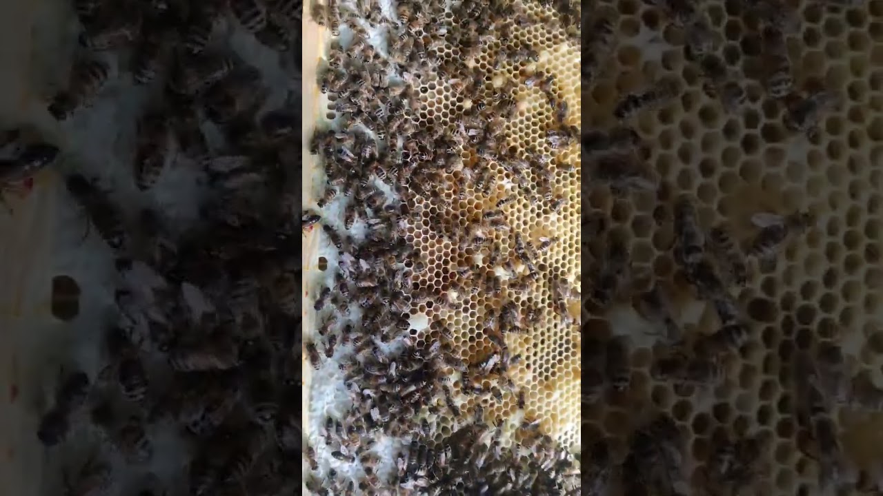 Latest swarm queen is camera shy 😅