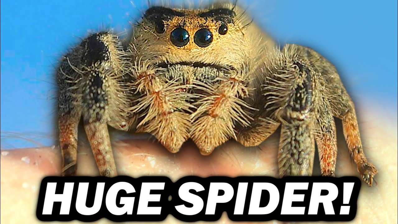 Meet America's BIGGEST Jumping Spider! - The REGAL Jumping Spider