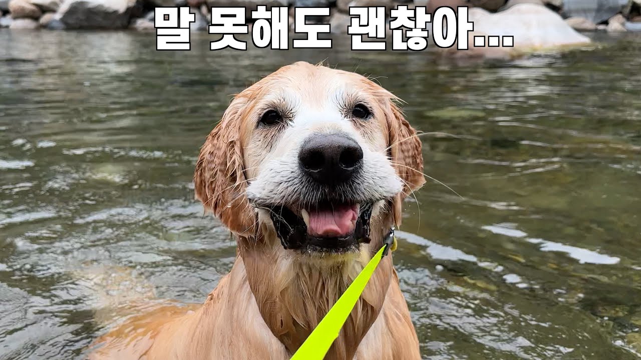 말 못 하는 강아지의 마음을 알아줬을 때 볼 수 있는 상당히 귀여운 반응