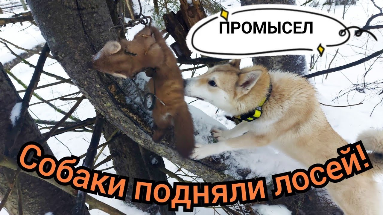 ОХОТА С ЛАЙКАМИ/ПРОВЕРКА ПУТИКА/КУНИЦА/РАБОТА СОБАК ПО ЛОСЯМ!!!