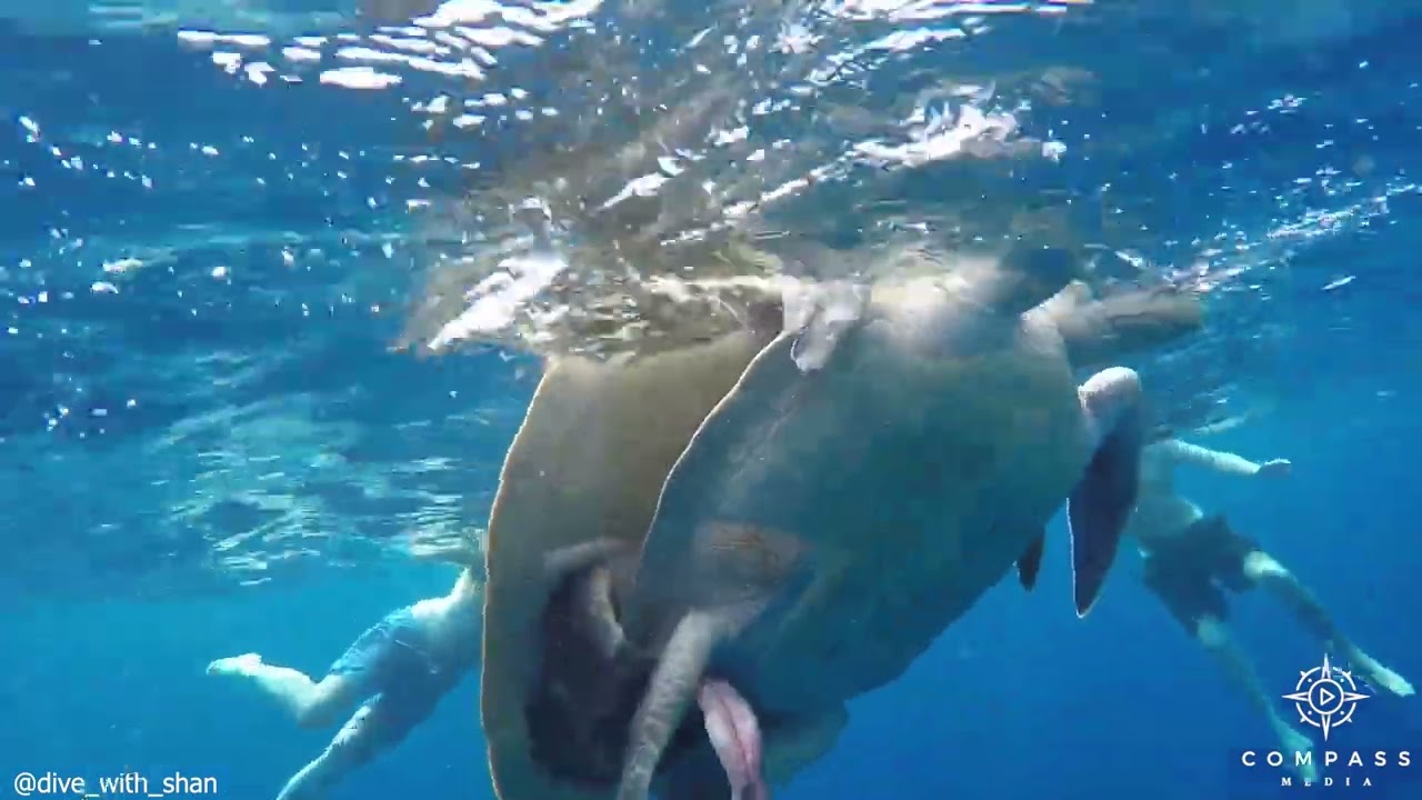 Divers Bump Into Mating Turtles