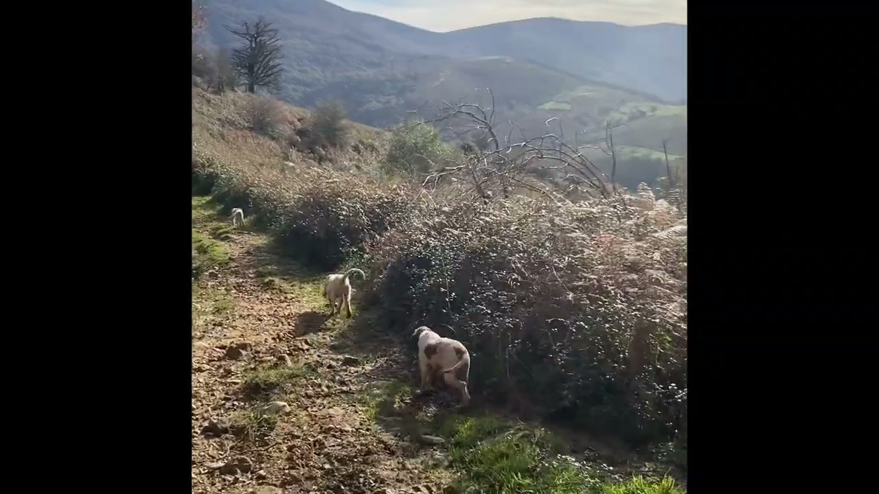 20251110_BIMBA_TALA_FRIDA_IARA