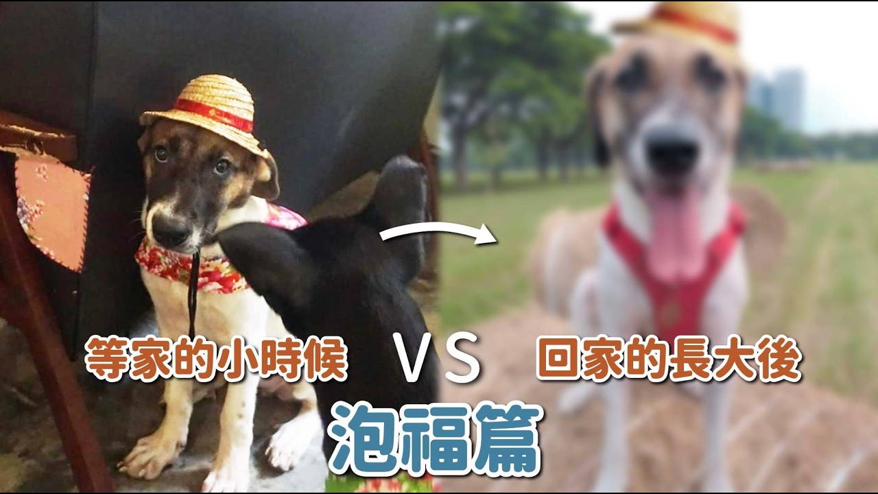 等家的小時候VS回家的長大後-泡福篇