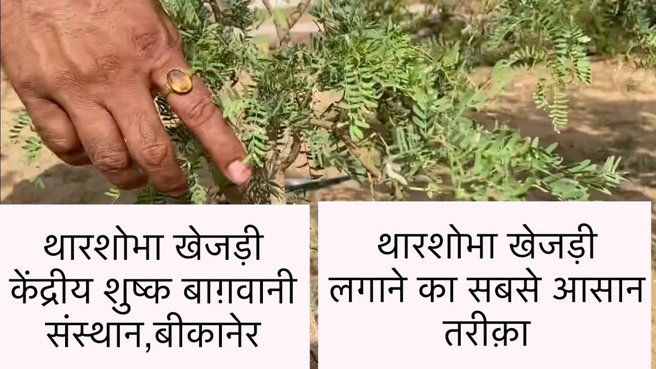 थारशोभा खेजड़ी लगाने का सबसे आसान तरीक़ा॥थारशोभा खेजड़ी कैसे लगाएँ॥खेजड़ी थारशोभा॥Trinetratv
