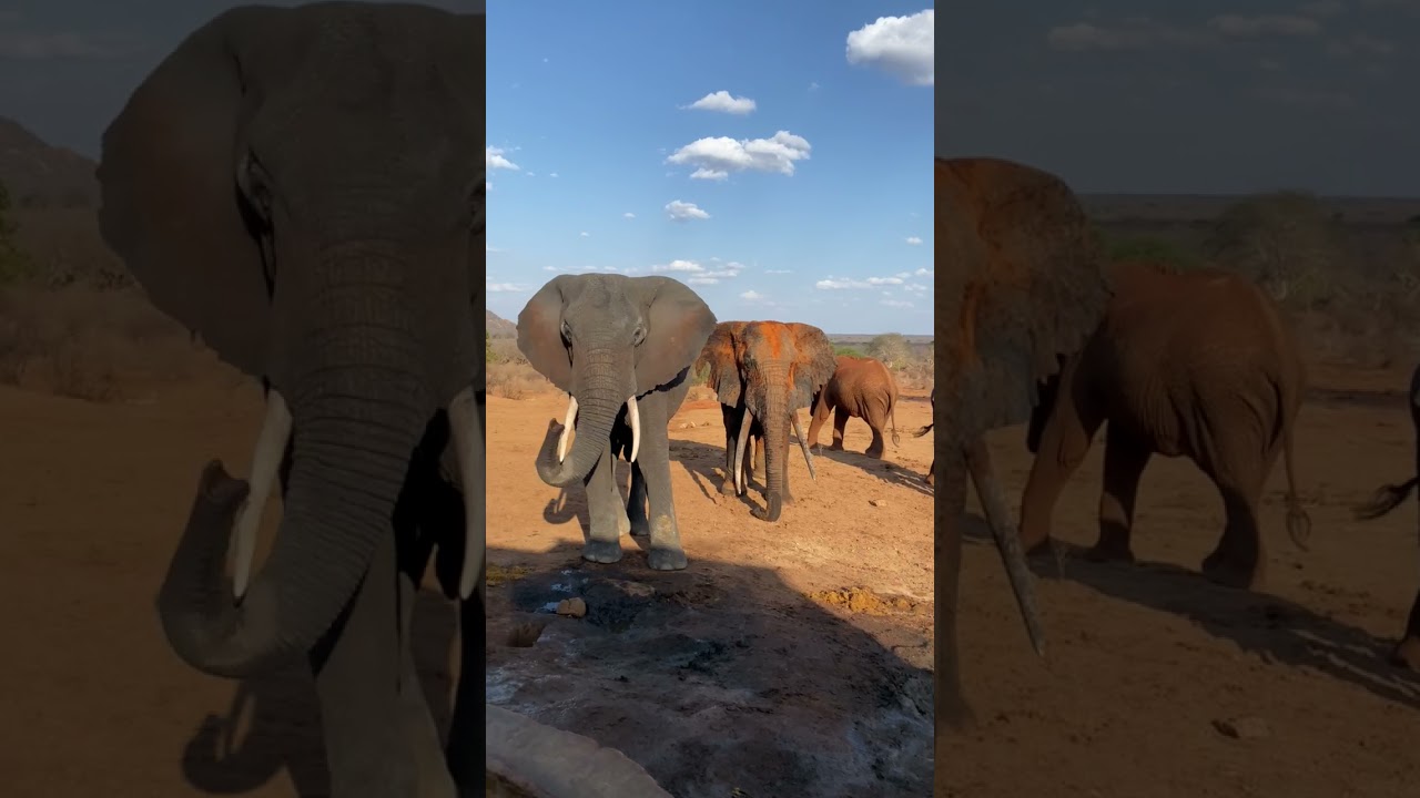 Bull elephants patiently wait for water