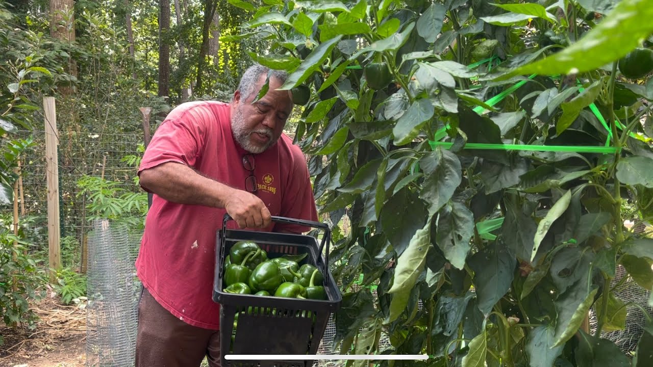 Beyond Abundant: A Pepper Explosion