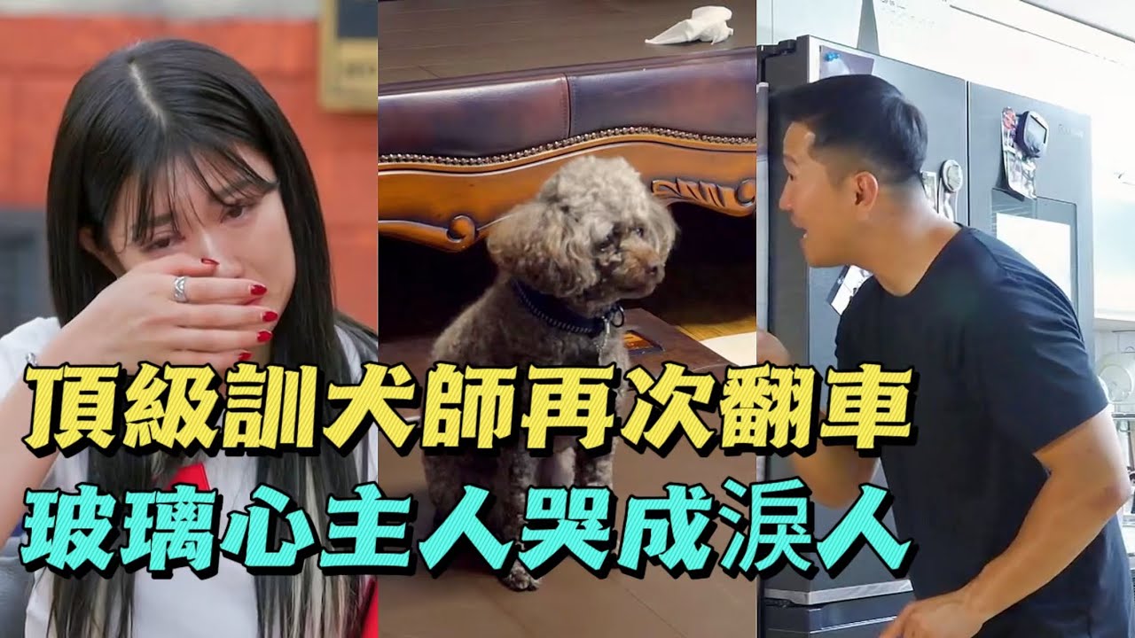 國家隊冠軍被惡犬逼成瘋子，一家人卻熟視無睹，訓犬師揪出幕後黑手令全場震驚！